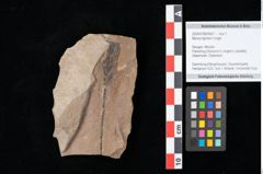 Foto (Objekt + Etikett) von Myrica lignitum Unger (NHMW-GEO-2024-0188-0657)